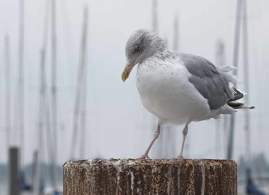 Schleswig Holstein Ostsee 09_2015 KA7_5750 als Smartobjekt-1 Kopie.jpg - Die Möwen lassen mich erstaunlich nah an sich ran